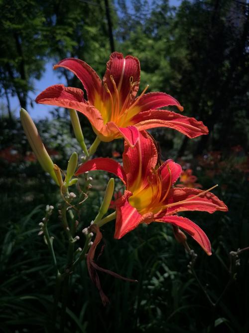 忘忧草福建导航进入