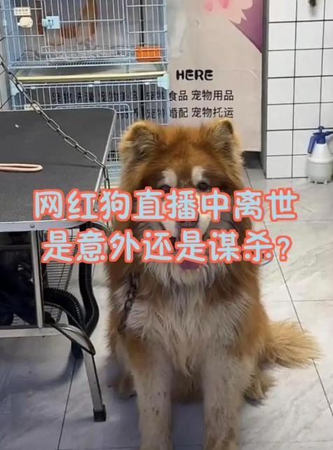 小狗狗直播app官网