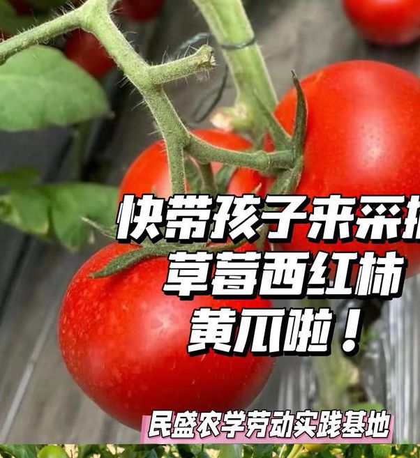 黄瓜番茄草莓免费版