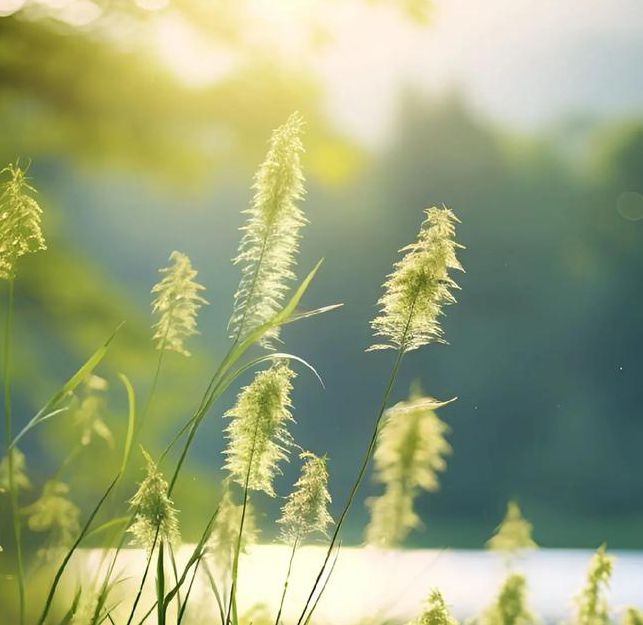 小草在线观看免费高清视频