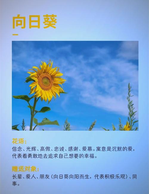 向日葵.app幸福宝:向日葵.app幸福宝在线观看视频无限制