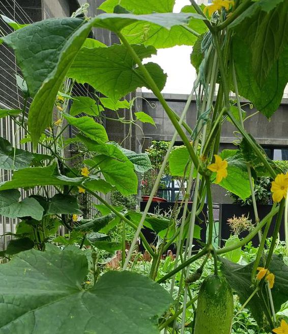 丝瓜秋葵黄瓜视频最新