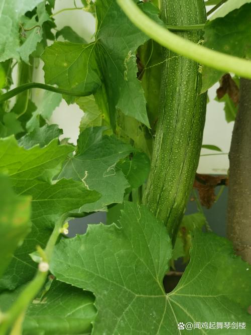 丝瓜秋葵黄瓜视频最新