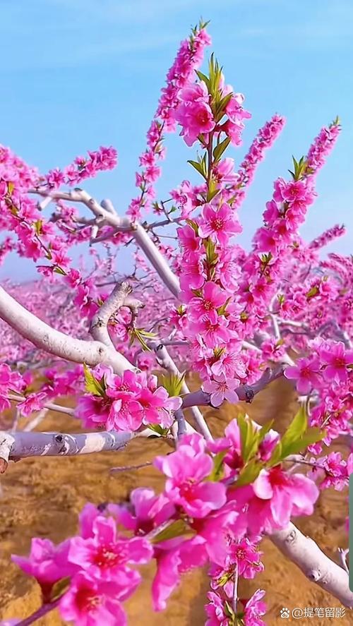 桃花视频中文版