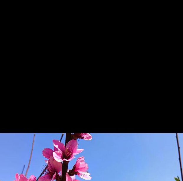 桃花视频中文版