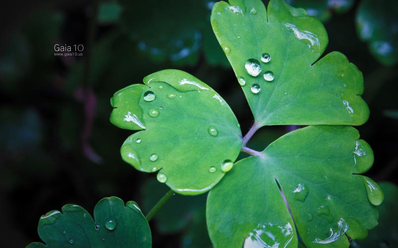 三叶草研究所永久入口