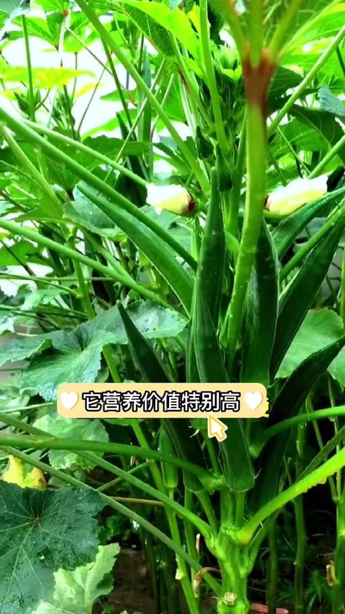 秋葵男人的加油站女人的美容院最新版