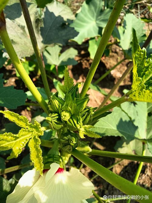 秋葵男人的加油站女人的美容院最新版