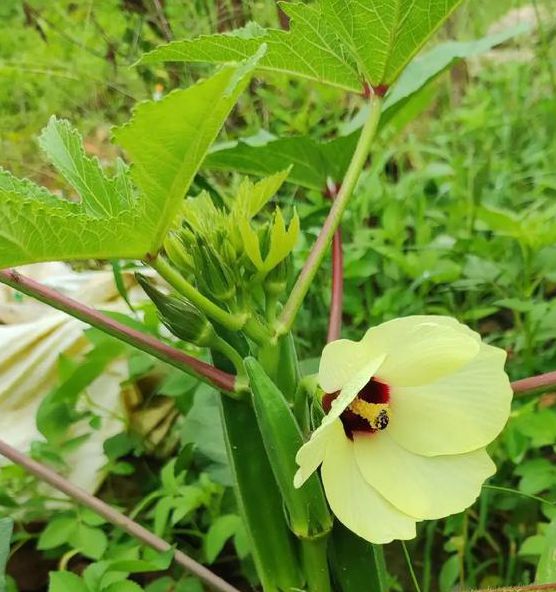 秋葵男人的加油站女人的美容院最新版