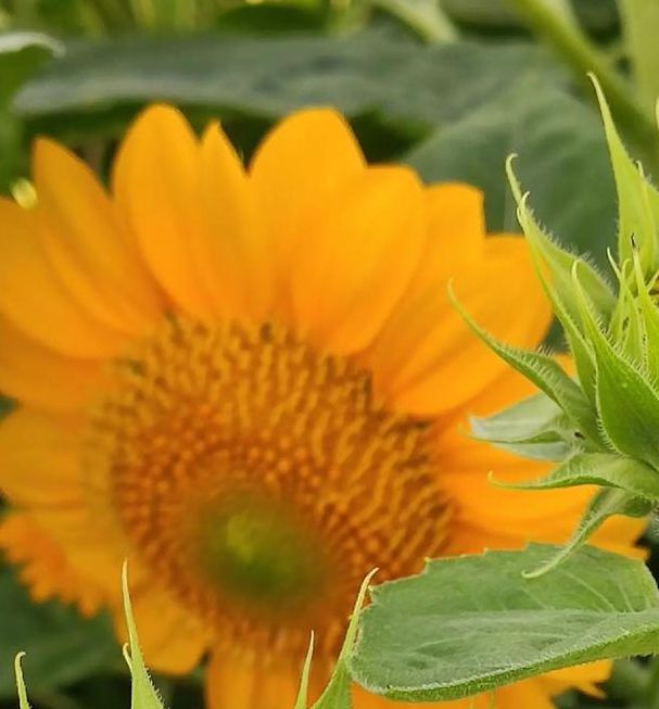 向日葵下载汅api免费旧版