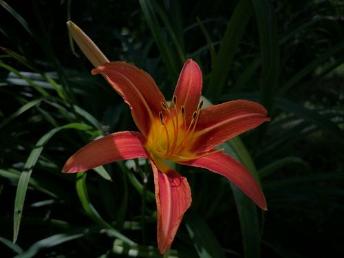 亚洲一卡2卡3卡4卡忘忧草