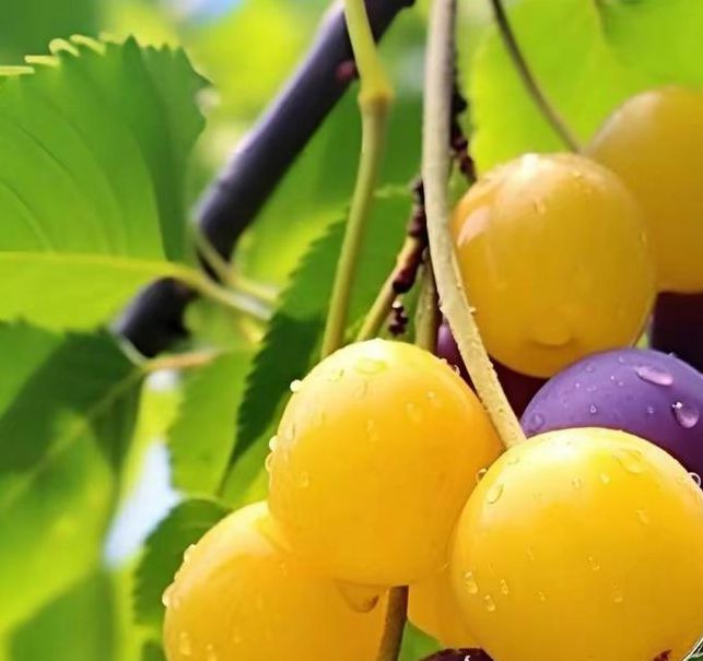 小蝌蚪荔枝高清