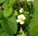 草莓榴莲向日葵绿色精品视频