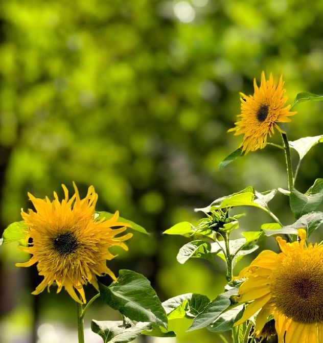 草莓榴莲向日葵绿色精品视频