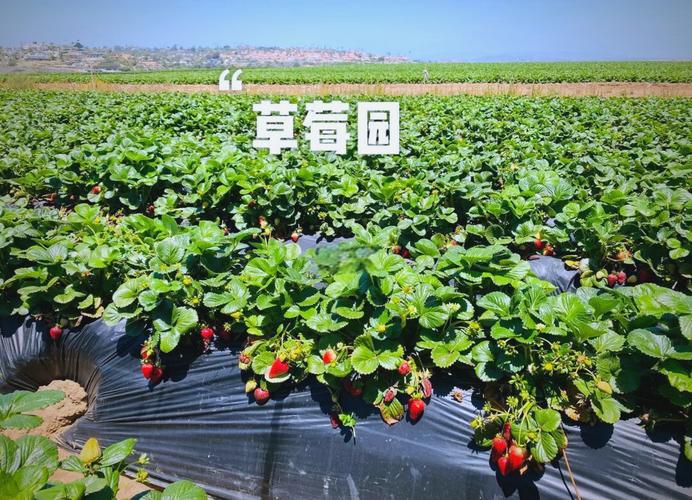 草莓榴莲向日葵绿色精品视频