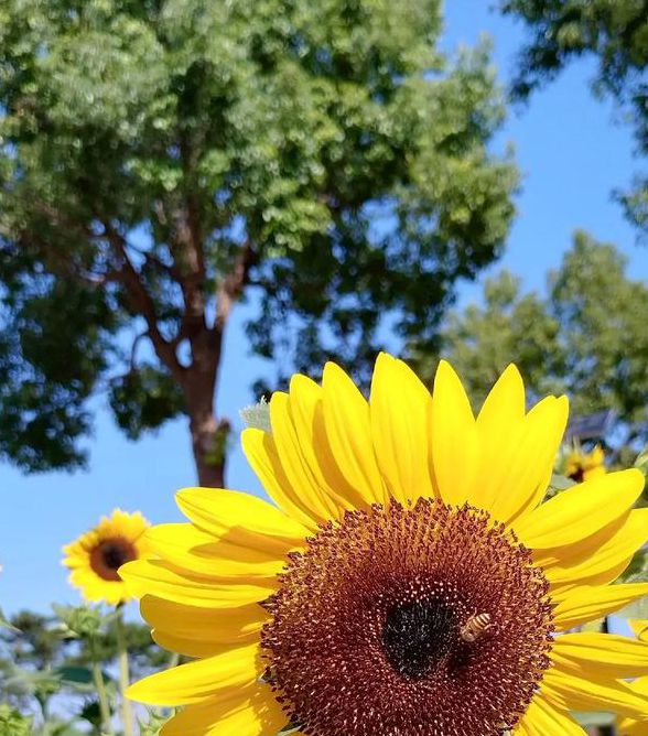 xrk1_3_0.apk向日葵免费