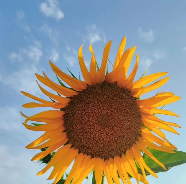 xrk1_3_0.apk向日葵免费