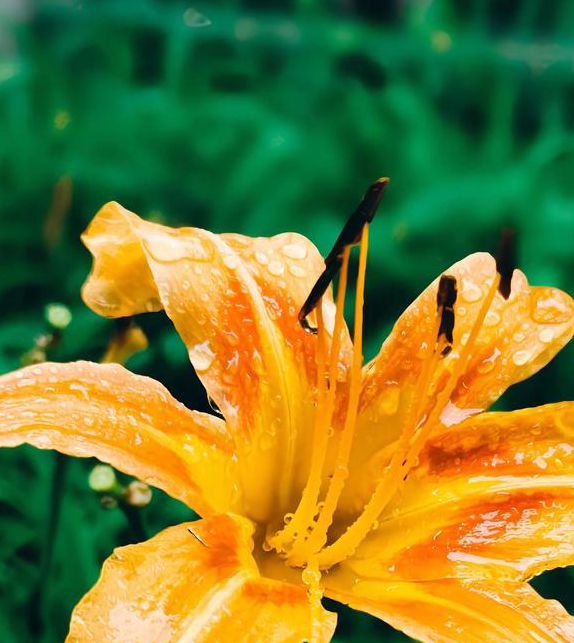 忘忧草直播日本版