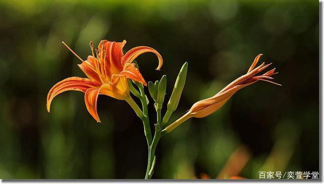 忘忧草直播日本版