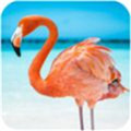 火烈鸟模拟器红包版