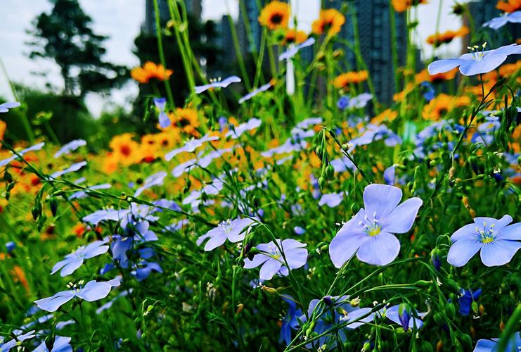 野花社区观看完整