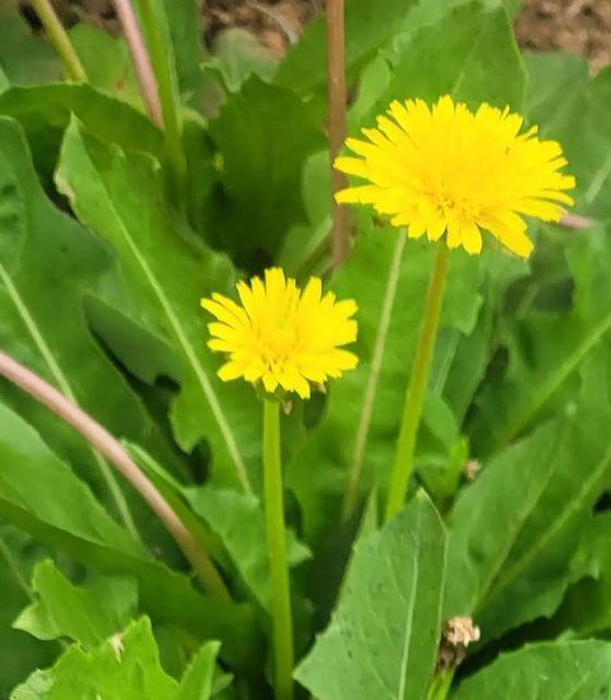 野花社区观看完整