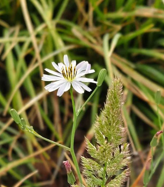 野花社区观看完整