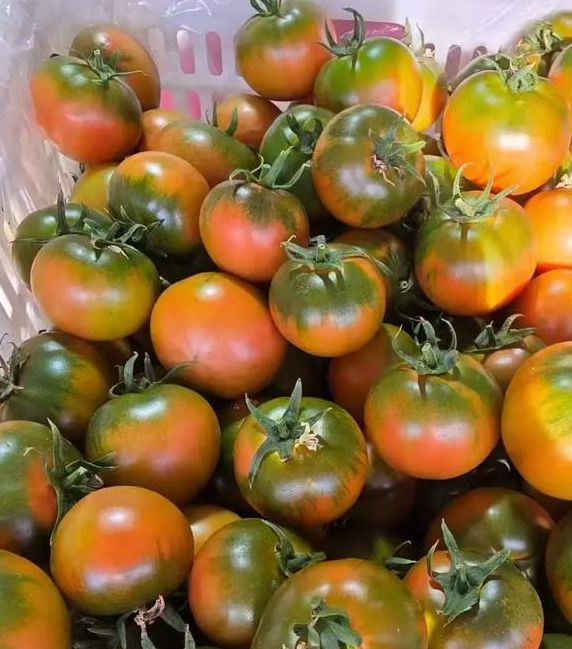 草莓秋葵榴莲西红柿视频ios