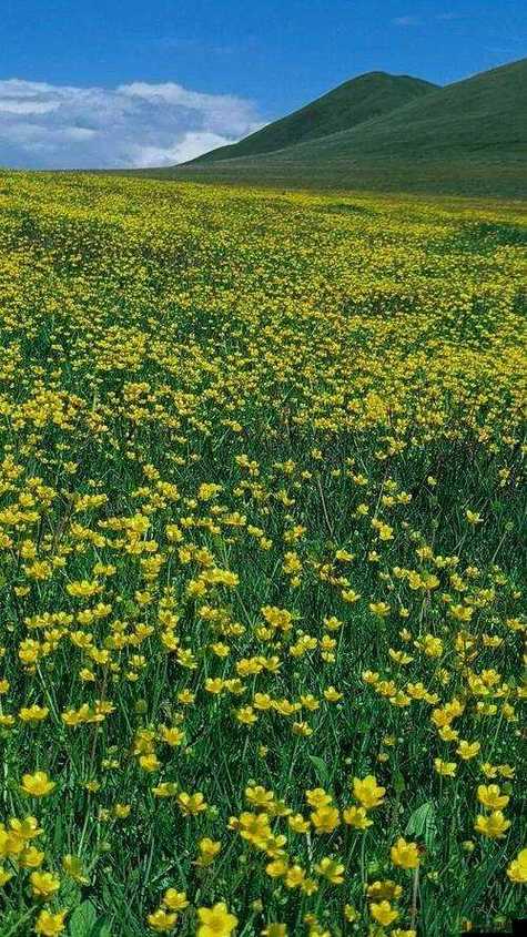 野花社区韩国免费观看高清在线免费