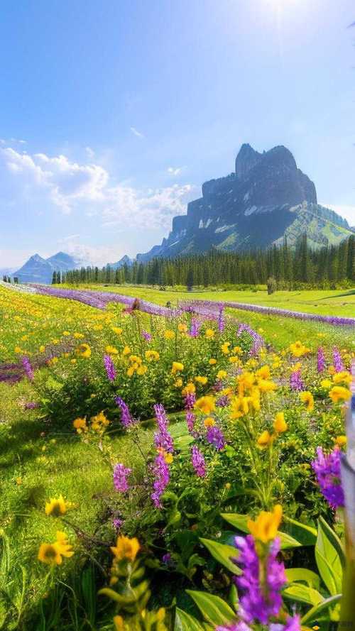 野花社区韩国免费观看高清在线免费