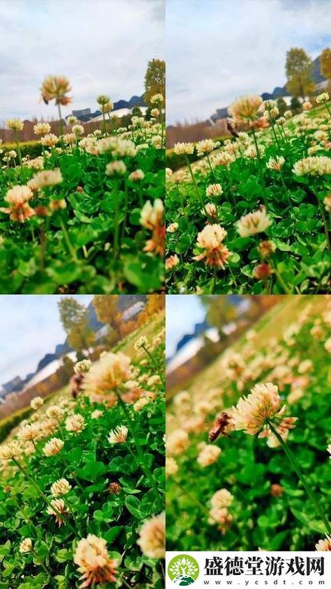 野花社区韩国免费观看高清在线免费