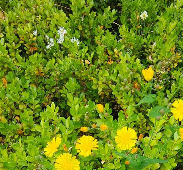 野花社区视频最新资源