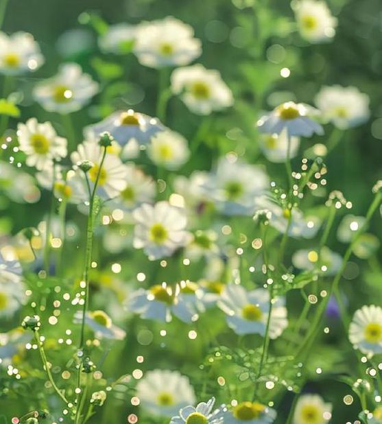 野花社区视频最新资源
