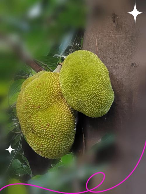 菠萝菠萝蜜视频高清在线看6