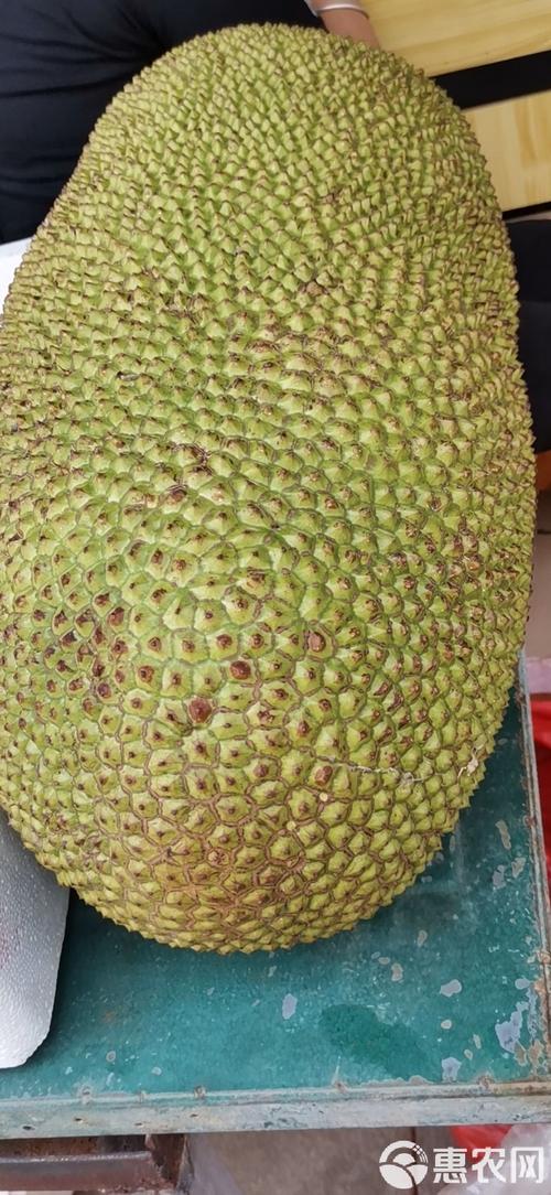 菠萝菠萝蜜视频高清在线看6