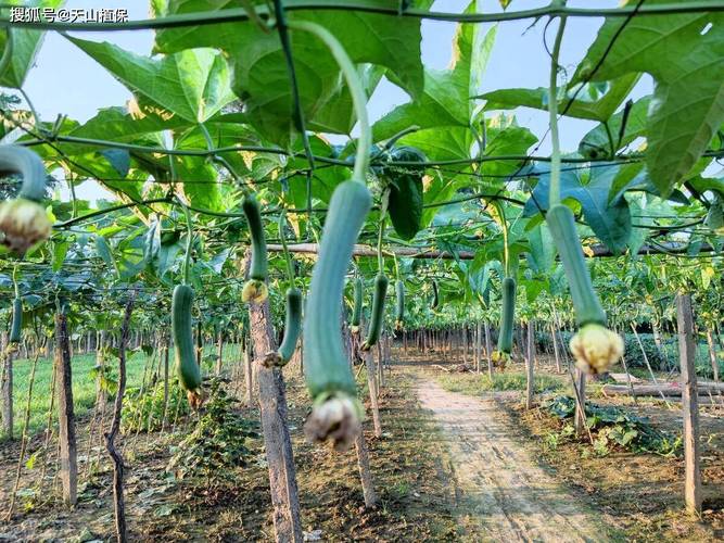 樱桃视频丝瓜视频-丝瓜视18岁解锁版安卓