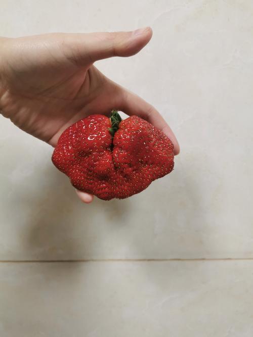 4480草莓无限次APP