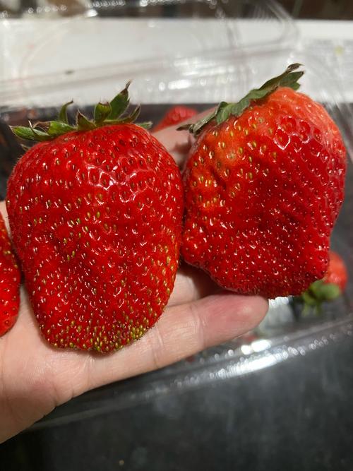 4480草莓无限次APP