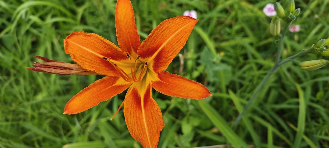 忘忧草视频在线