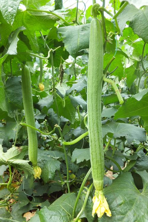 丝瓜黄瓜富二代绿巨人无限看