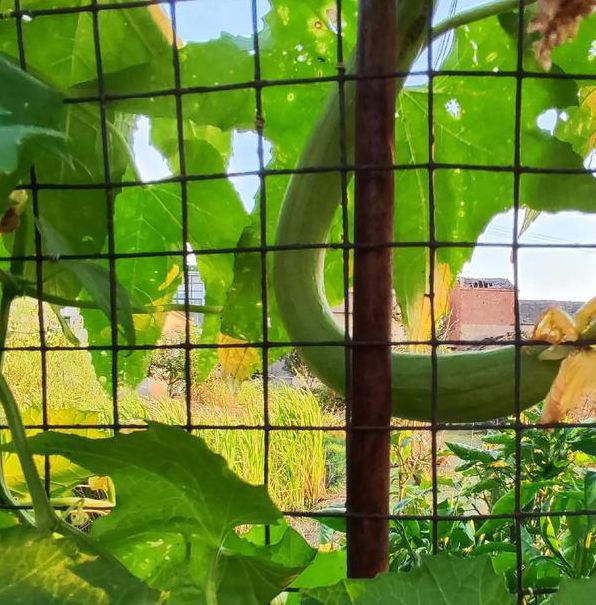 丝瓜黄瓜富二代绿巨人无限看