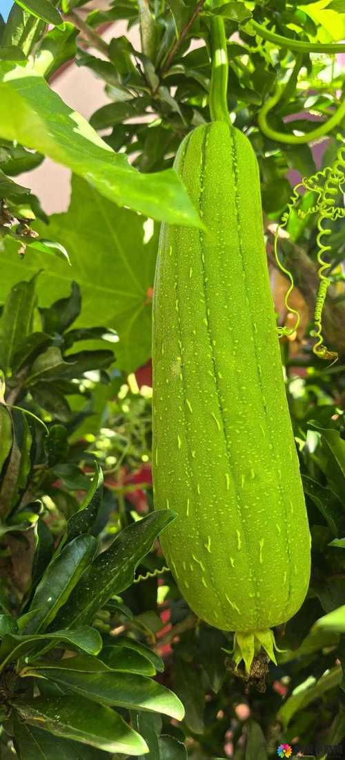 秋葵草莓茄子香蕉丝瓜榴莲18