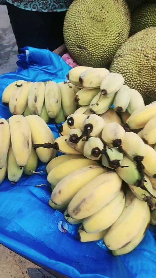 香蕉菠萝蜜直播