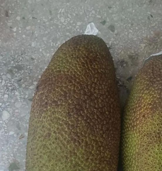 菠萝蜜视频app又大又长