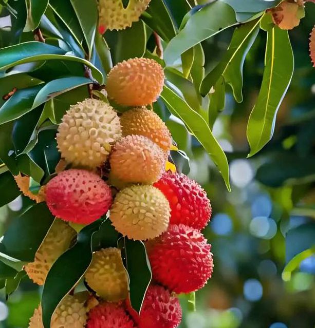 荔枝视频免费观看版下载最新