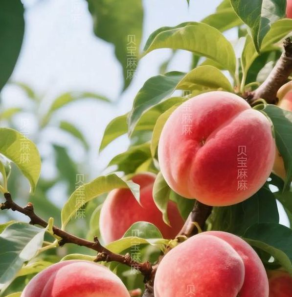 水蜜桃视频下载ios版