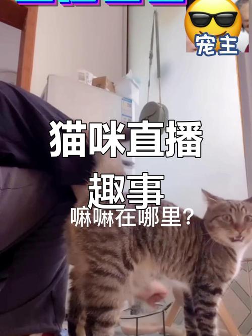小喵宠直播