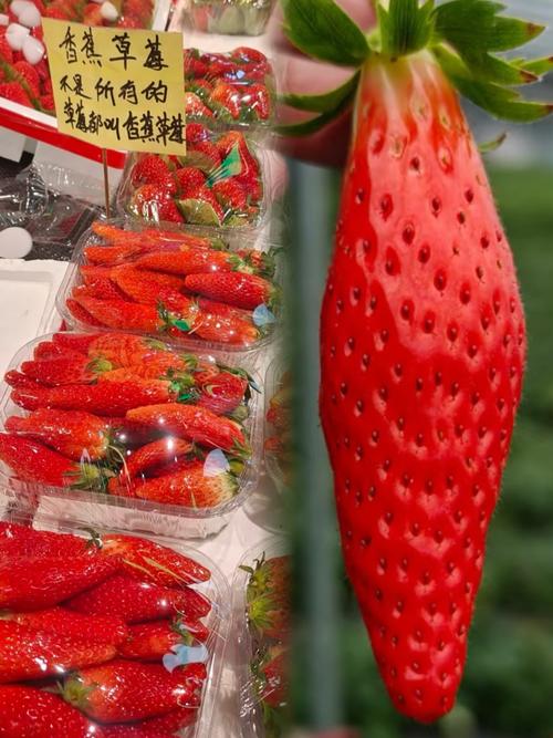 向日葵榴莲香蕉秋葵草莓