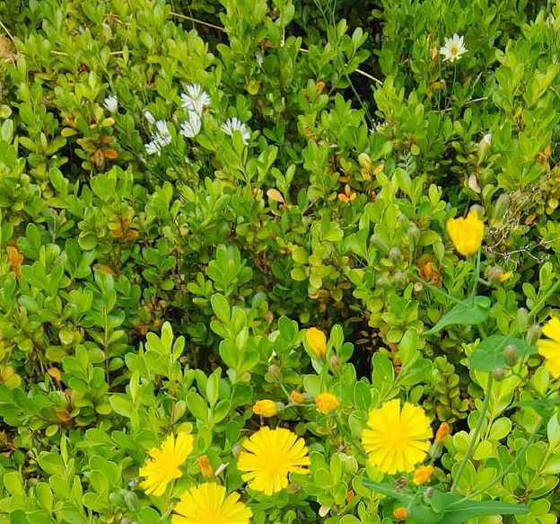 野花社区视频最新资源6免费版