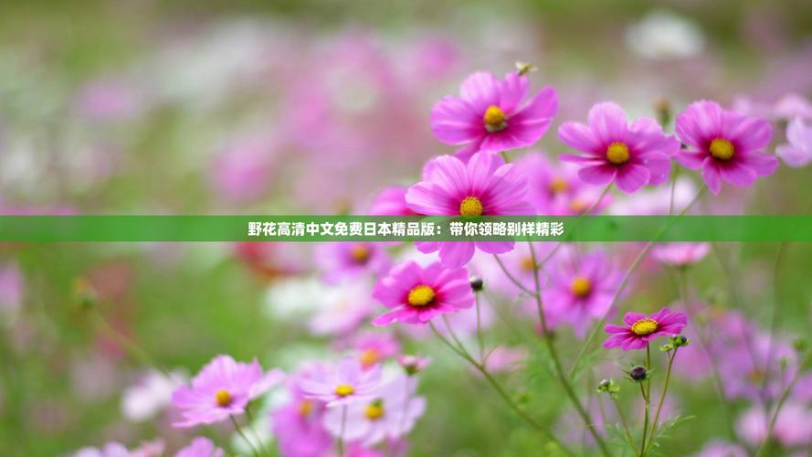 野花社区视频最新资源6免费版